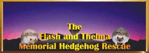 The Flash and Thelma Memorial Hedgehog Rescue