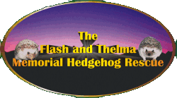 The Flash and Thelma Memorial Hedgehog Rescue